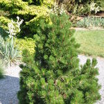 Pinus Heldreichii 'Schneverdingen' — photo 1