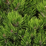 Pinus Heldreichii Smidtii — photo 3