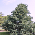 Pinus Johannis — photo 1