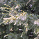 Pinus Johannis — photo 2