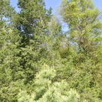 Pinus Koraiensis Avocadra — photo 1