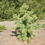 Pinus Koraiensis Avocadra — photo 2