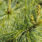 Pinus Koraiensis Avocadra — photo 3