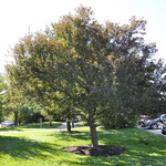 Malus 'Velvetcole' Velvet Pillar — photo 2