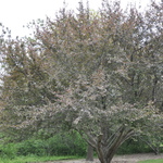 Malus 'Velvetcole' Velvet Pillar — photo 3