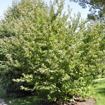 Malus Adams — photo 3