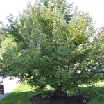 Malus Adams — photo 4