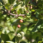 Malus Adams — photo 5
