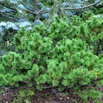 Pinus Mugho Green Candle — photo 1