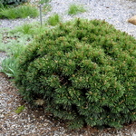 Pinus Mugho Teeny — photo 2