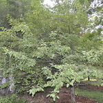 Malus baccata 'Walter's' — photo 3