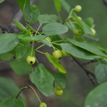 Malus baccata 'Walter's' — photo 4
