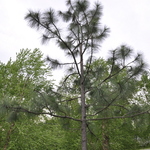 Pinus Palustris — photo 2