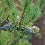 Pinus Parviflora Cleary — photo 2