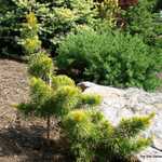 Pinus Parviflora Dr Landis — photo 1