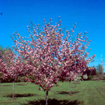 Malus Brandywine — photo 3