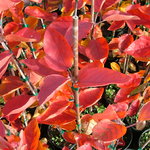 Malus Brandywine — photo 4
