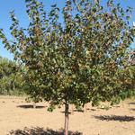 Malus Brandywine — photo 5