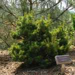 Pinus Parviflora 'Hagoromo' — photo 1