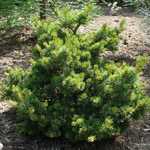Pinus Parviflora 'Hagoromo' — photo 2