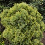 Pinus Ponderosa Dixie — photo 1