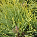 Pinus Ponderosa Dixie — photo 2