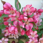 Malus 'Weepcanzam' Weeping Candied Apple — photo 2