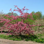 Malus 'Weepcanzam' Weeping Candied Apple — photo 3