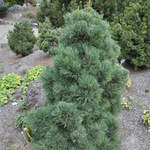 Pinus Strobiformis — photo 1