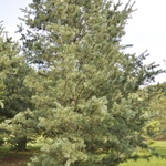 Pinus Strobiformis — photo 2