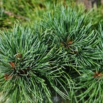 Pinus Strobus Ara Kawa — photo 1