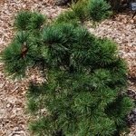 Pinus Strobus Ara Kawa — photo 2