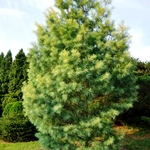 Pinus Strobus Golden Candles — photo 1