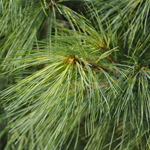 Pinus Strobus Golden Candles — photo 2