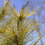 Pinus Strobus Golden Candles — photo 3