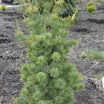 Pinus Strobus Ibo Can — photo 1
