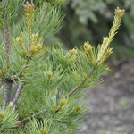 Pinus Strobus Ibo Can — photo 2