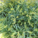Pinus Strobus Mini Twist — photo 1