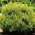 Pinus Strobus Mini Twist — photo 2