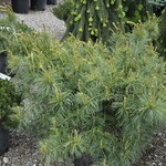 Pinus Strobus Niagra Falls — photo 1