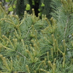 Pinus Strobus Niagra Falls — photo 2