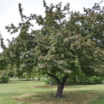 Malus 'Centzam' — photo 4