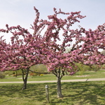 Malus 'Centzam' — photo 5