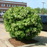 Malus Cinderella — photo 1