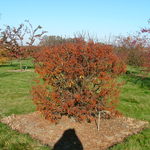 Malus Cinderella — photo 2
