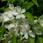 Malus Cinderella — photo 3