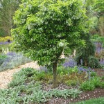 Malus Cinderella — photo 4