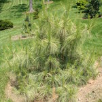 Pinus Wallichiana Frosty — photo 2
