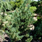 Pinus Albicaulis — photo 2