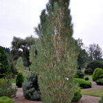 Pinus Arnolds Sentinel — photo 1